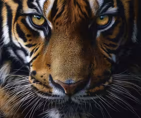 Sundarban Boat Safari (2)